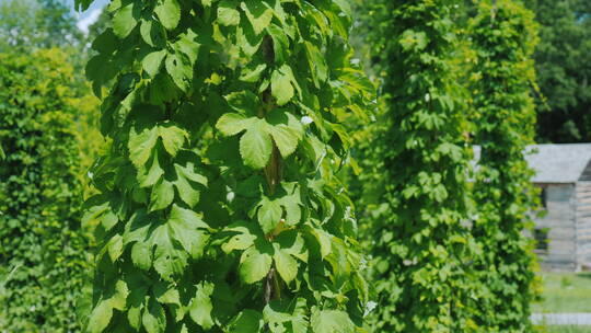 啤酒农场的绿色啤酒花植物视频素材模板下载