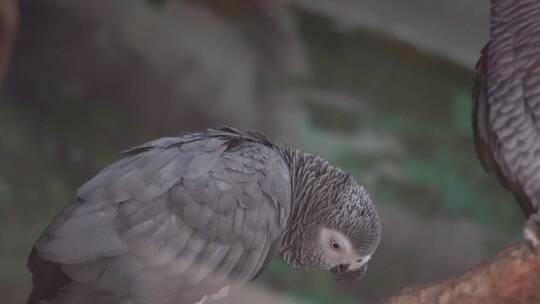 灰鹦鹉羽毛鸟喙鸟嘴眼睛保护动物视频素材模板下载