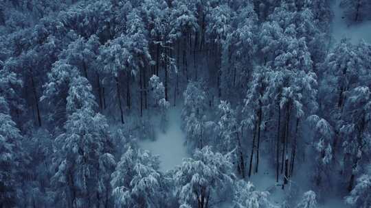 被雪覆盖的树木的航拍镜头