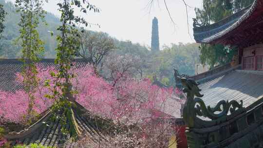 浙江天台国清寺隋梅盛开美景