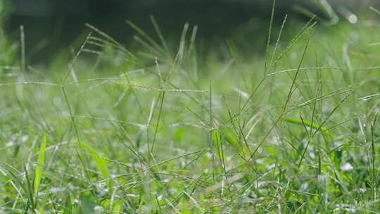 城市公园绿植视频素材模板下载