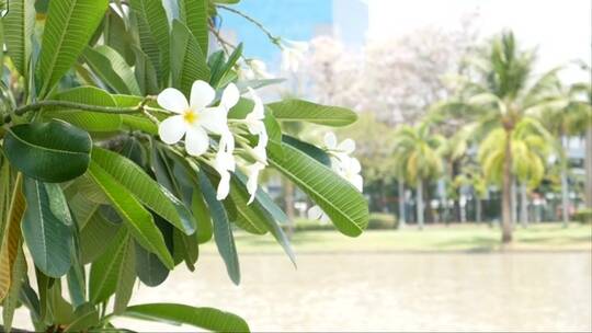 曼谷城市公园里的花朵