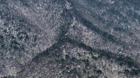 长沙岳麓山下森林雪景航拍