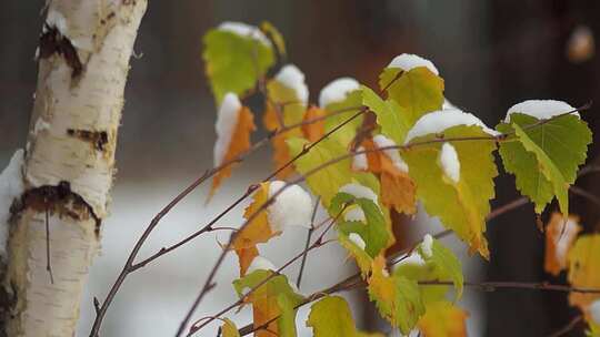 雪后树叶上的积雪