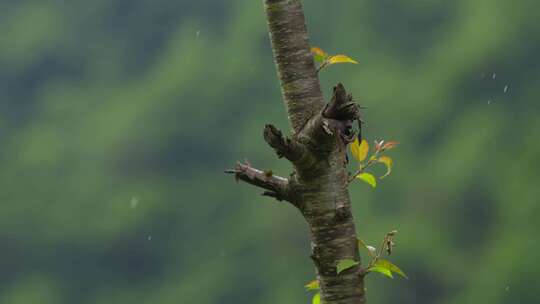 绿色植物特写镜头