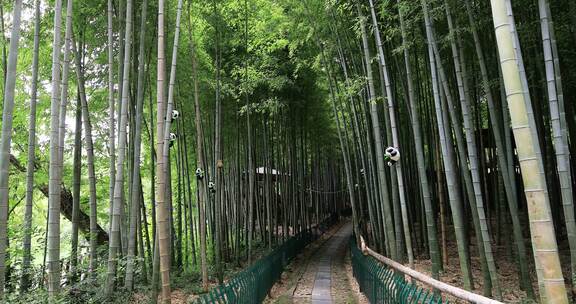 阳光竹林意境 天然氧吧 常熟虞山