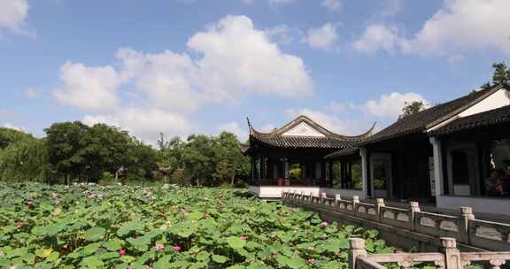 夏天苏州虎丘一榭园美景 荷花荷叶