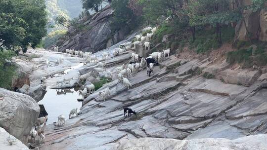 山林岩石山羊喝水