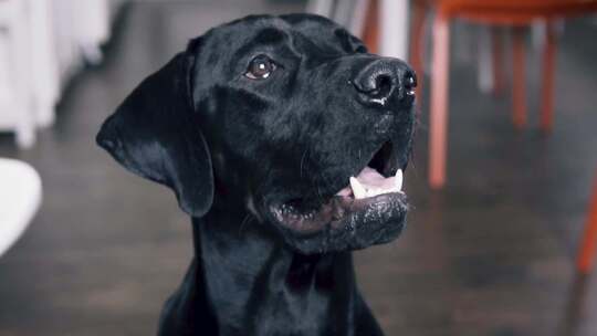 一只黑狗可爱的狗狗视频素材模板下载