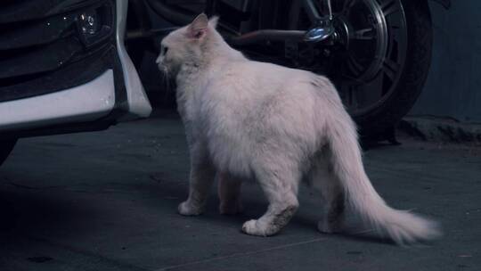 城市街头流浪猫，可爱猫咪4k视频素材