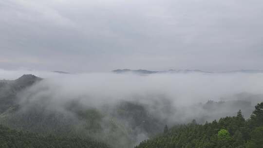 广西柳州万亩茶园清晨雾天航拍