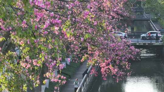 中国广东省广州市荔湾区坦尾美丽异木棉