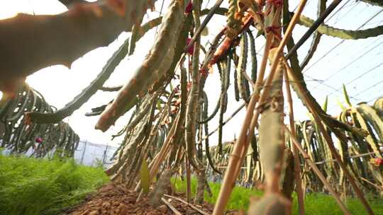 火龙果树 火龙果种植基地