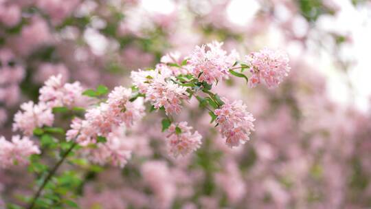 4K花草植物素材——蝟实