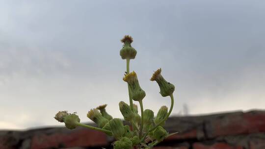 植物花蕾