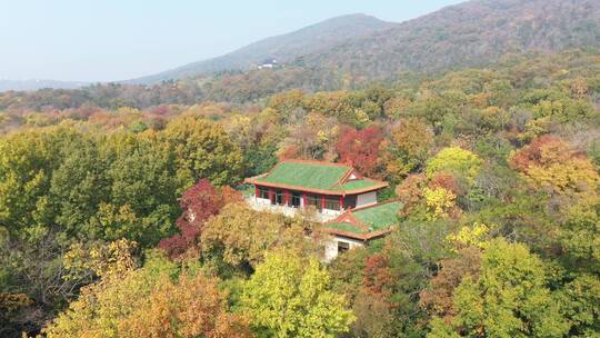 南京钟山公园森林树林金秋景区景点