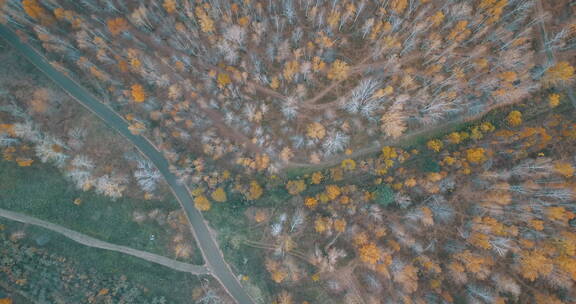 俄罗斯西伯利亚平原森林树木俯拍