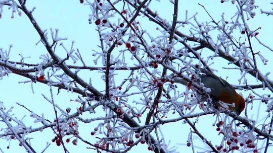 冰冻的树枝上的小鸟