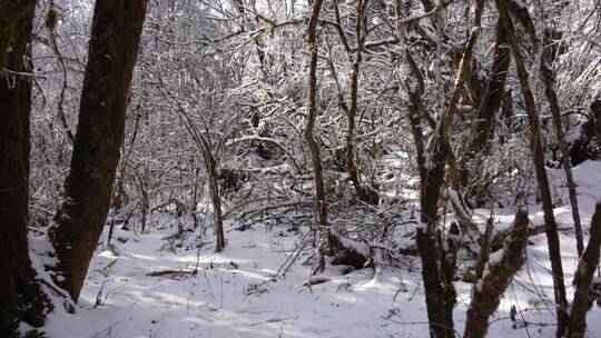 雪山海螺沟