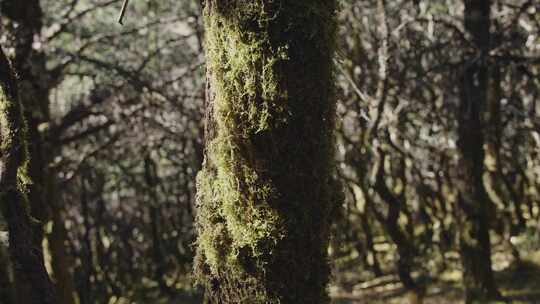 树木青苔特写镜头