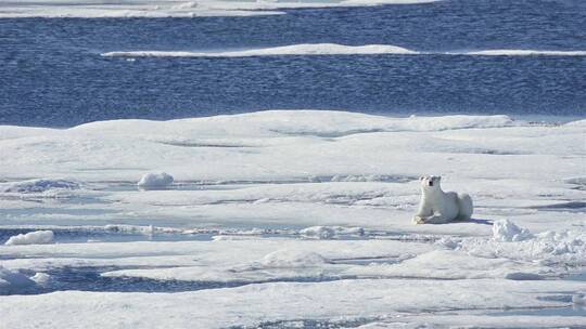 海冰上的北极熊