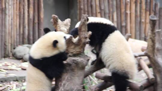 大熊猫小熊猫幼仔打闹打架嬉戏