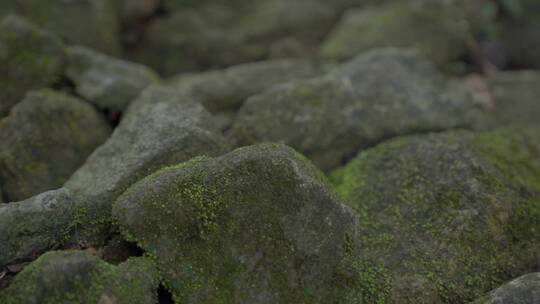 广东山野石头苔藓