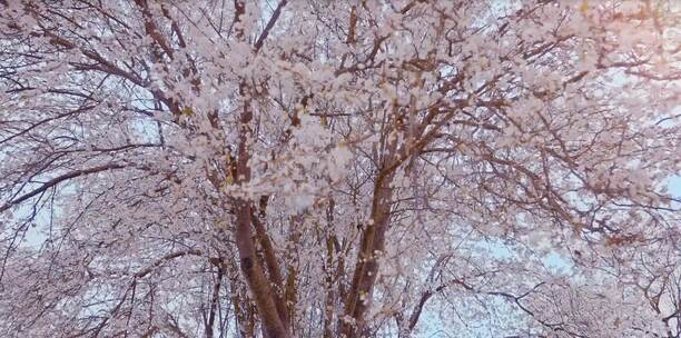 春天的樱花树