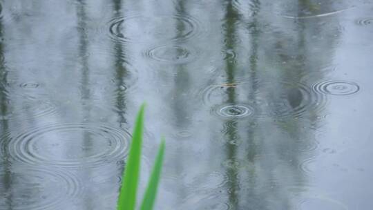 下雨天 雨水滴落在公园湖泊