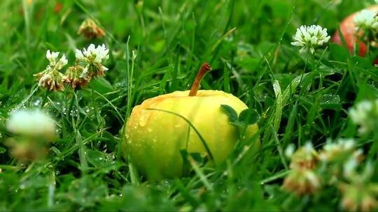 苹果躺在田野里