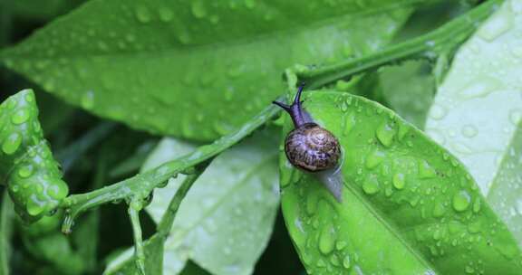 悠闲 蜗牛 缓慢爬行树叶雨水清新微距特写