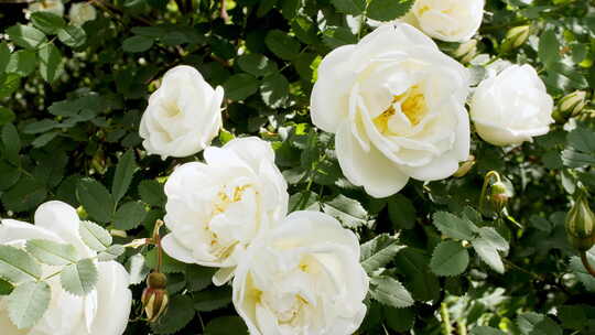 春天盛开的白玫瑰玫瑰果