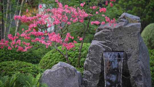 园林石头小景流水杜鹃花