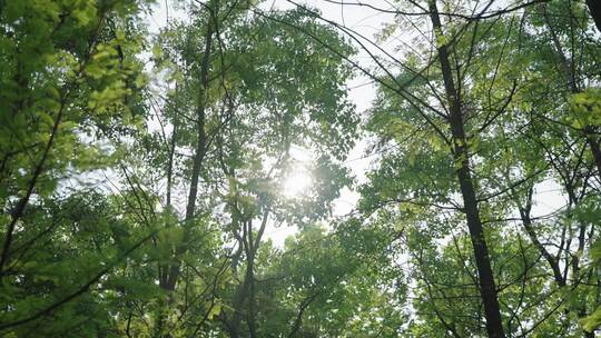 阳光穿透树林光晕视频素材模板下载