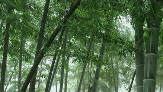 下雨天竹林景观特写，竹节挺拔竹叶繁茂