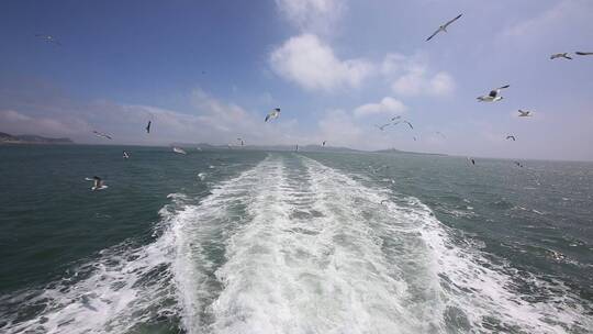海洋风光一群海鸥跟船