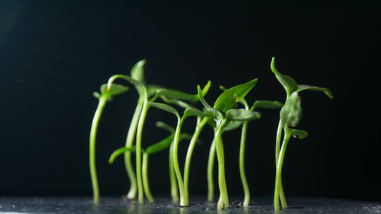 生长发芽的植物
