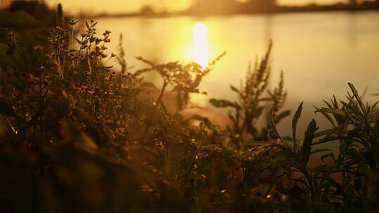 4K 合集 夕阳下河边小草的剪影慢镜头