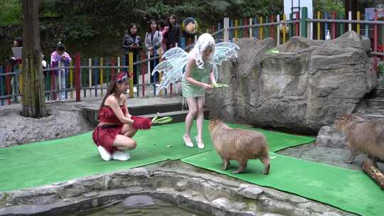 cosplay美女在碧峰峡野生动物园做活动