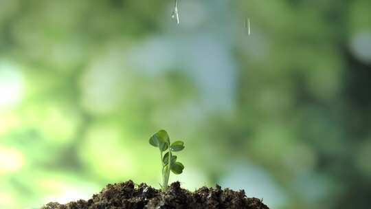 植树节种树森林元素