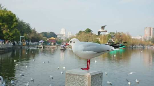 红嘴鸥海鸥候鸟昆明人与自然