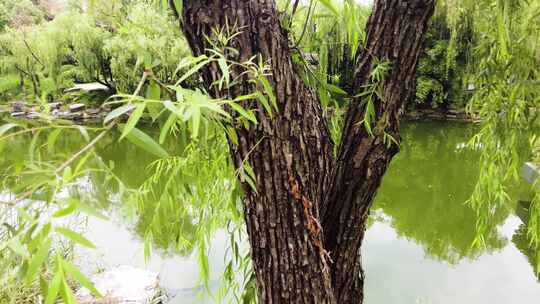 湖边的柳树柳叶柳树枝