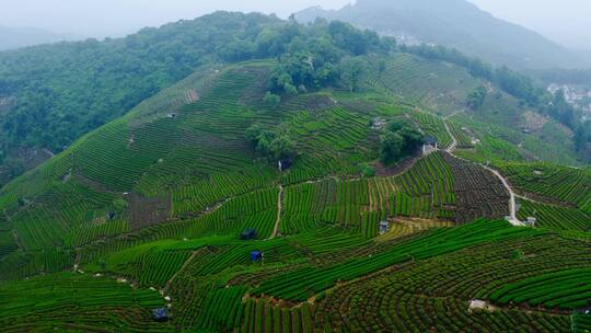 晨雾中的茶园