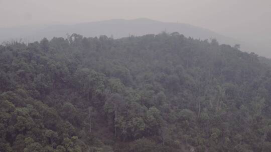 茶园 航拍 古树 茶叶 山景 绿色