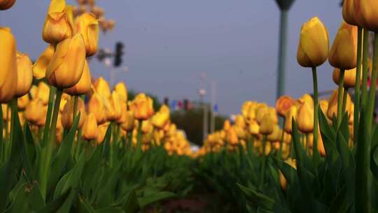 户外成片黄色郁金香花海景象