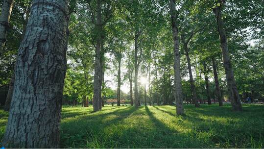 4K户外阳光树林光影感受自然草地唯美视频素材模板下载