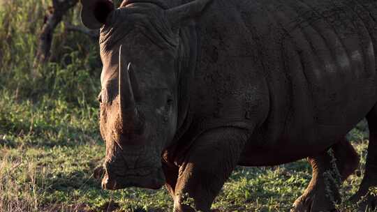 White Rhino，犀牛Safari