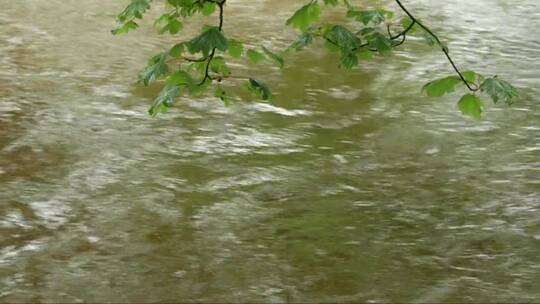 柳树下湍急的河水