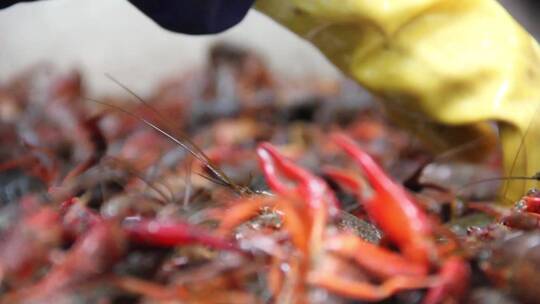 洗虾挑虾小龙虾爬行中餐养殖工人视频素材模板下载