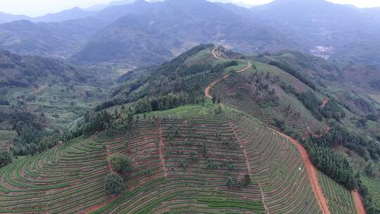 茶园 茶山 航拍